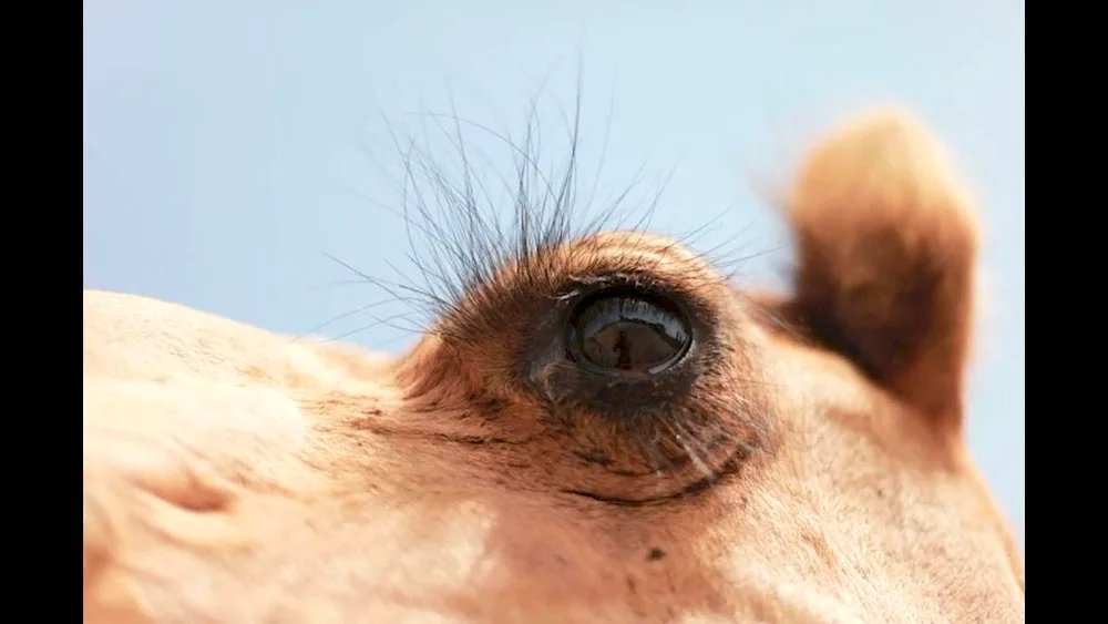 Cow's eyelashes