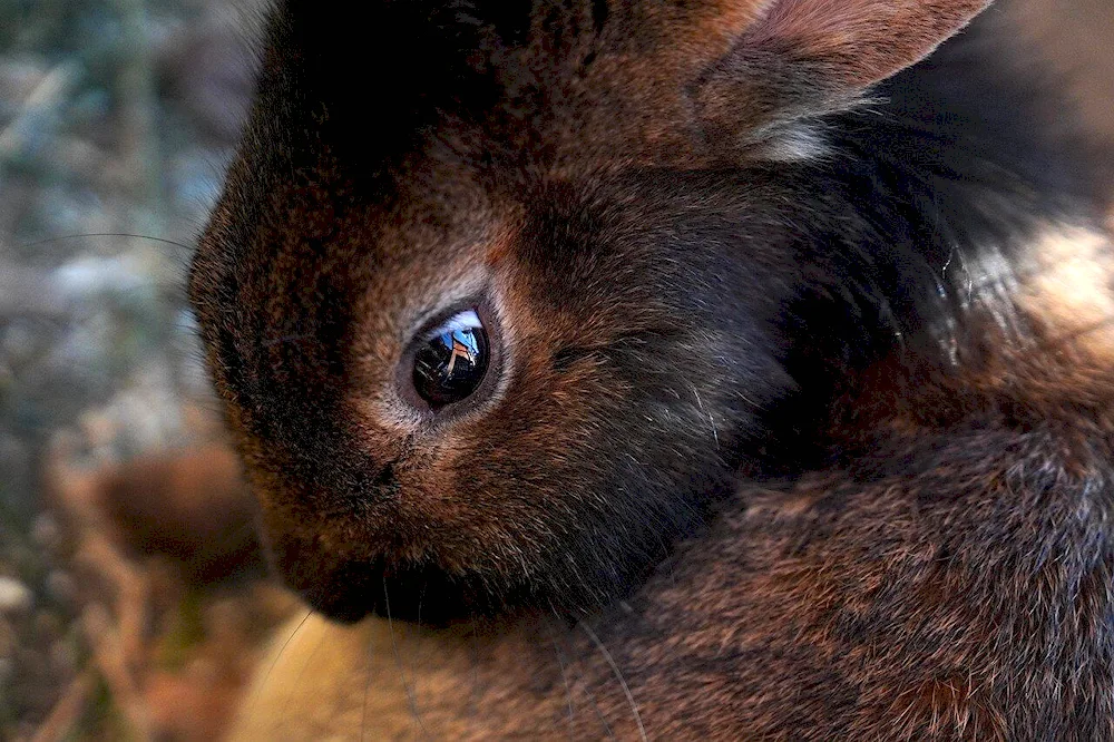 Eyes of hare