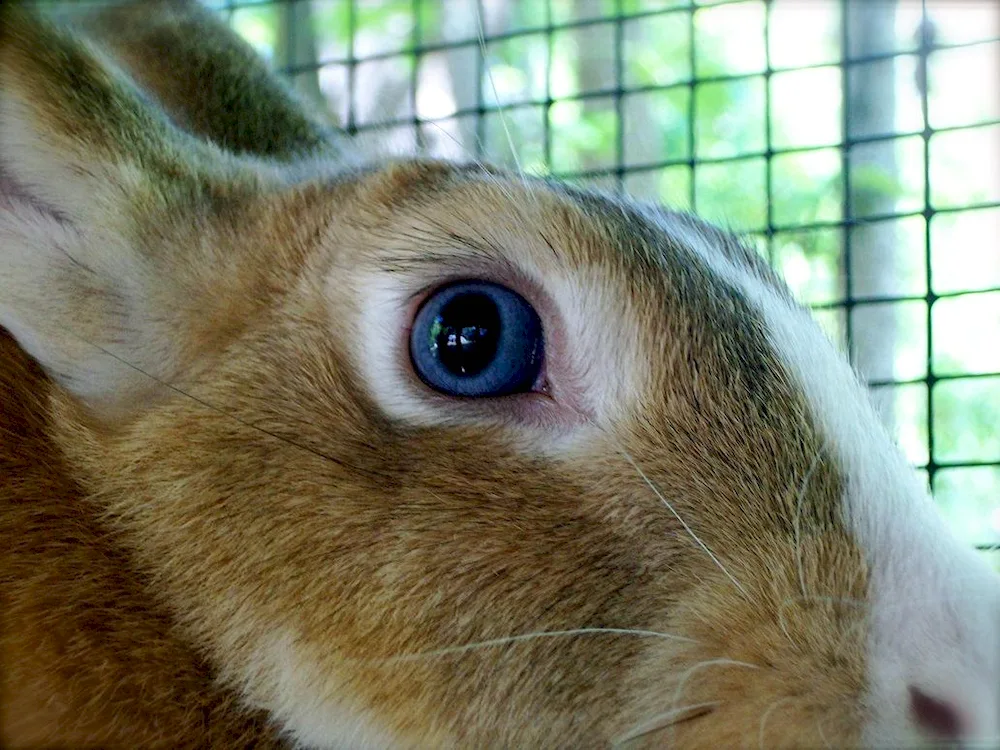 Hare's eyes