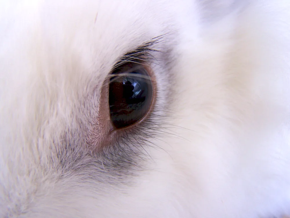 Heterochromia rabbit eyes