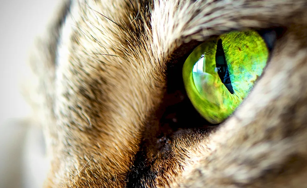 Cat's eyes