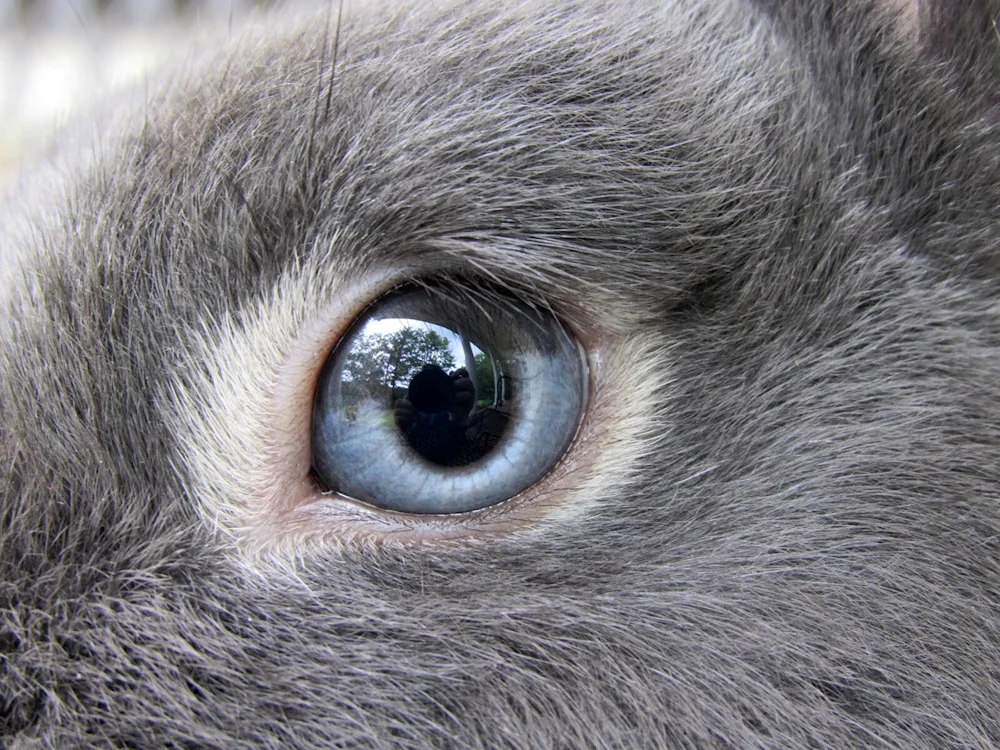 Eye of animals