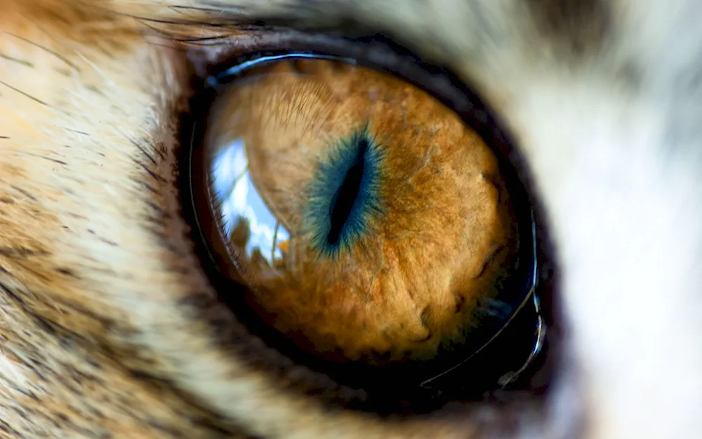 Cat's eye