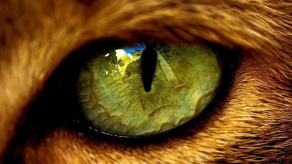 Animal's eye