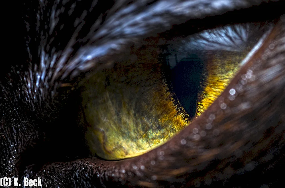 Animal's eye