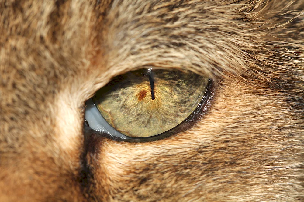 Animal's eye