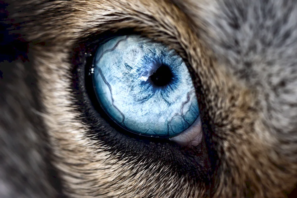 Detachment of the retina in a dog