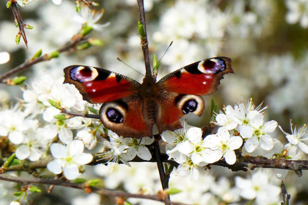 Butterfly eyes