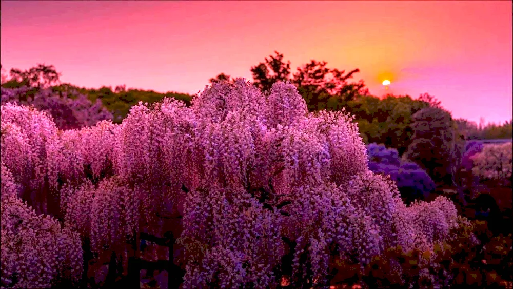 Night flowers