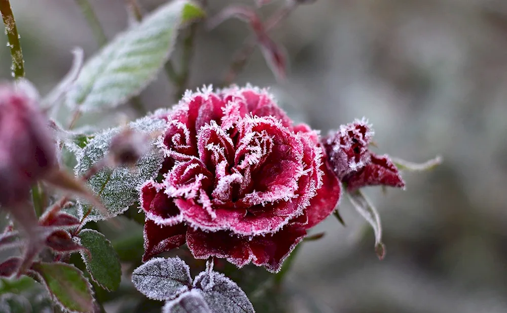 Gloxinia frost colour