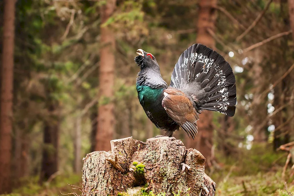 Pigeon grouse Tetrao urogallus