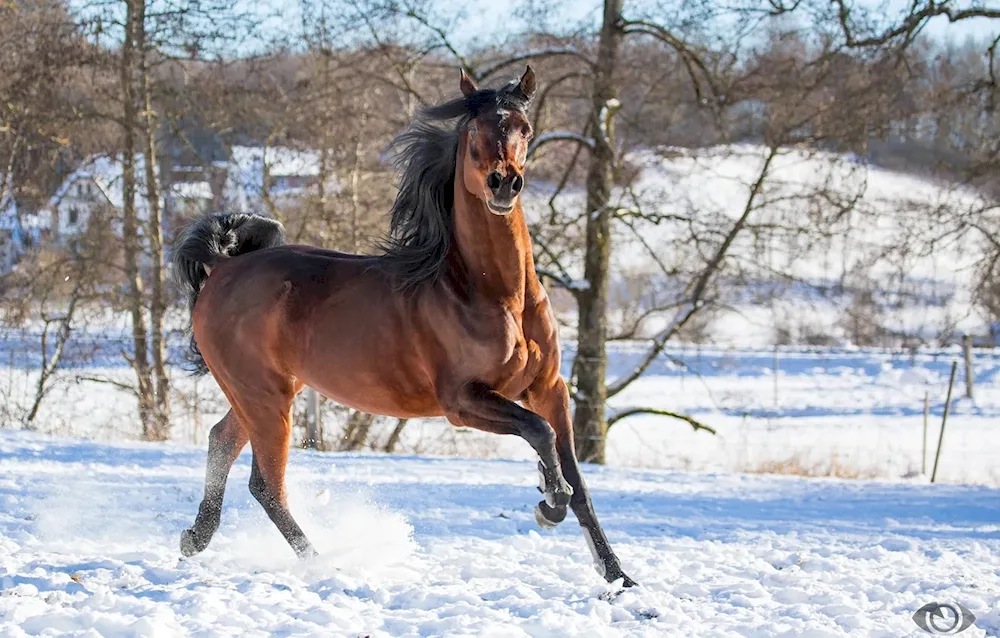 Horses in winter