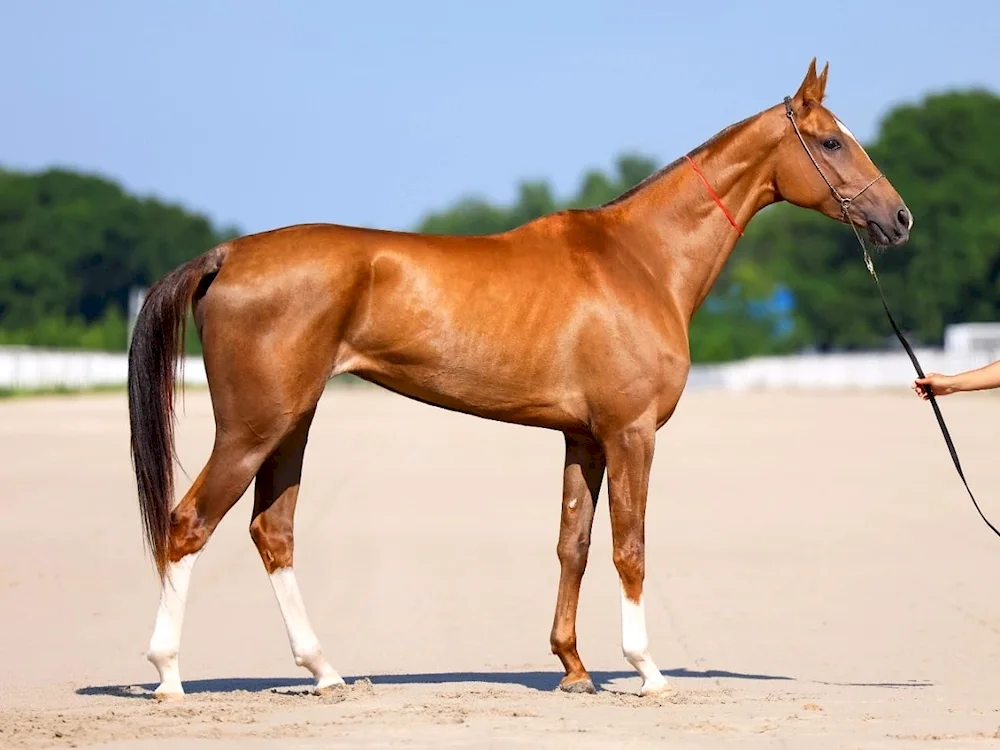 Akhal-Teke Hound