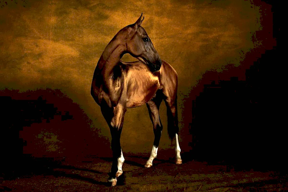 Akhaltekin Horse Golden