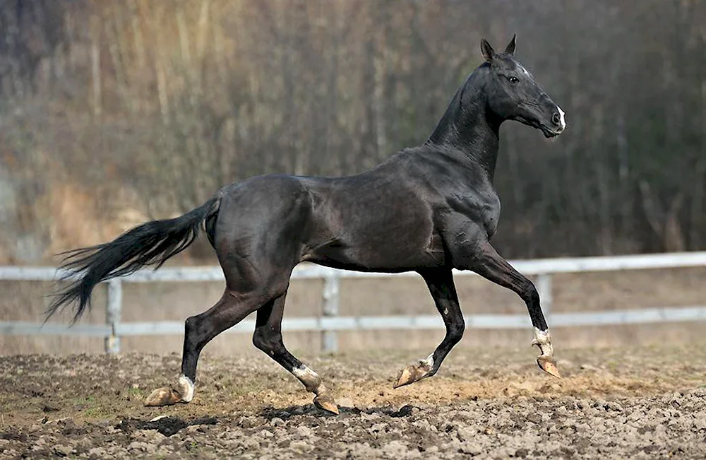 Turkmenian Akhaltekin Horse