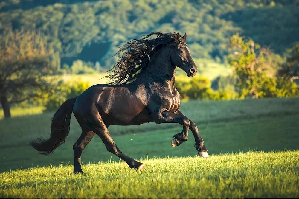 Lovely horses galloping