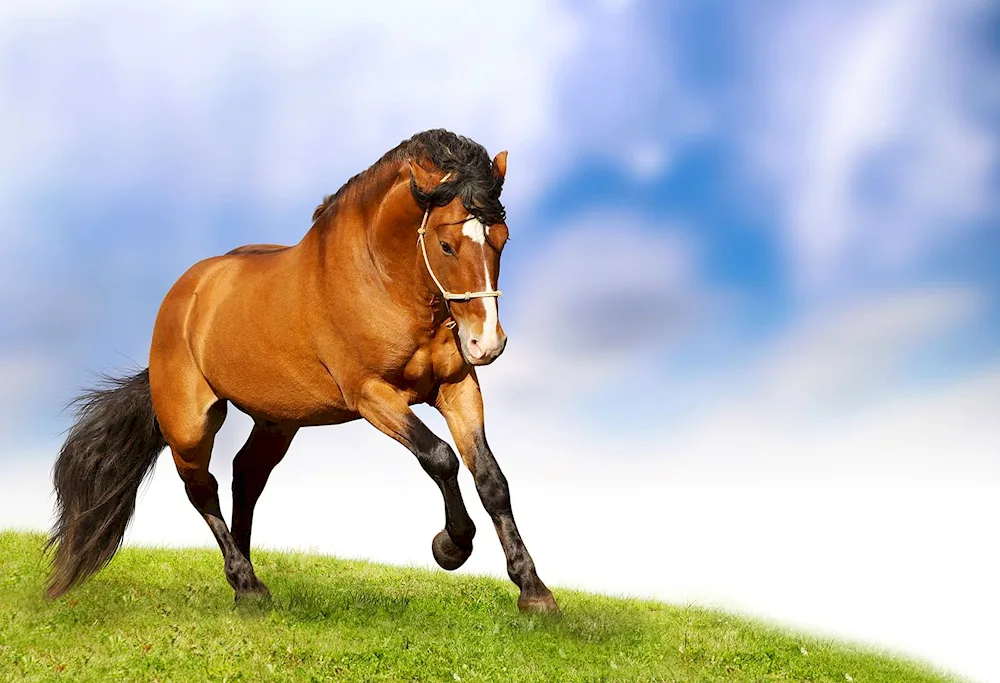 Wild nester Mustang