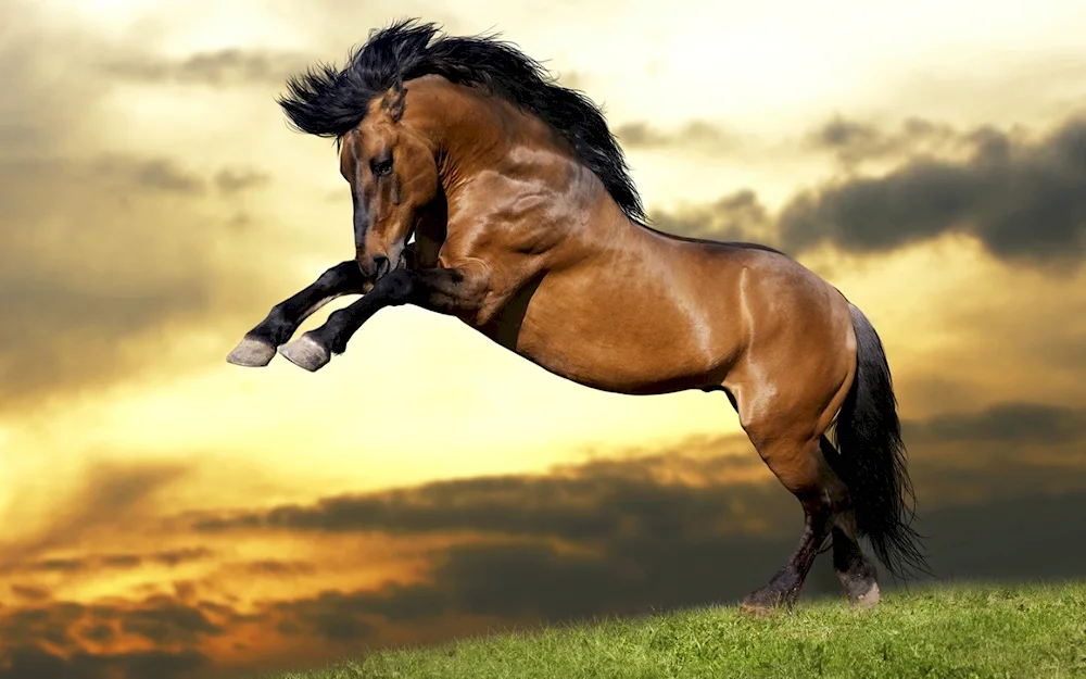 Very beautiful horses