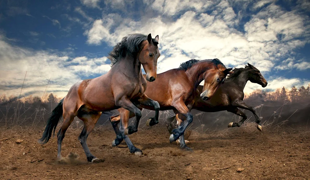 Horse Arabian horse Mustang