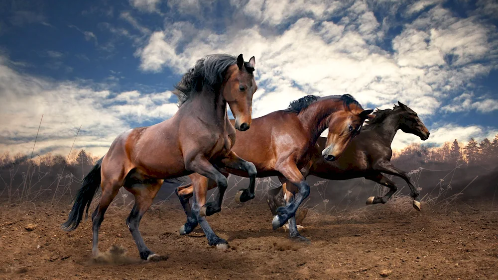 Chestnut Mustang