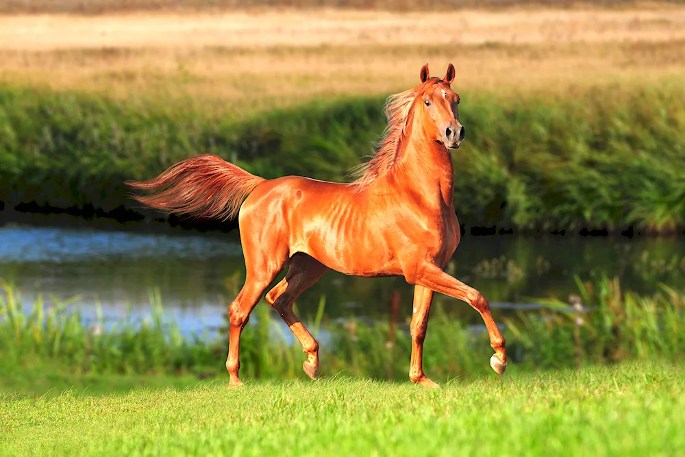 Beautiful horses