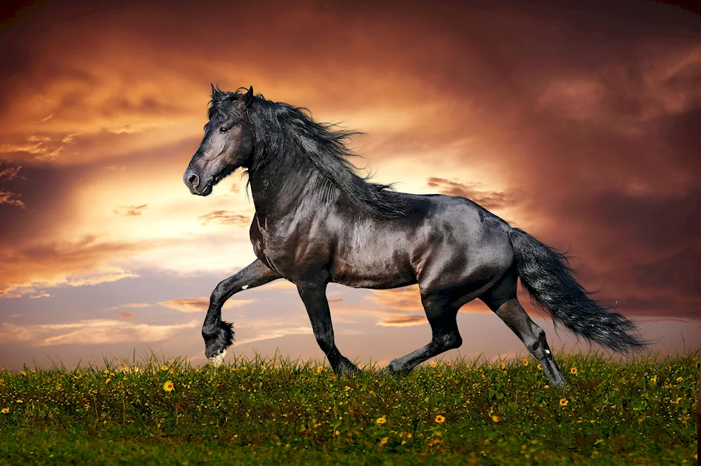 Black Mustang Horses in the wild