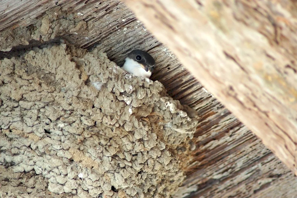 Swifts and swallows nests