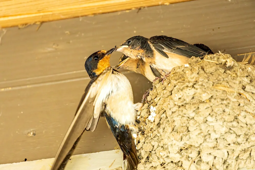 Rustic swallow nesting bird
