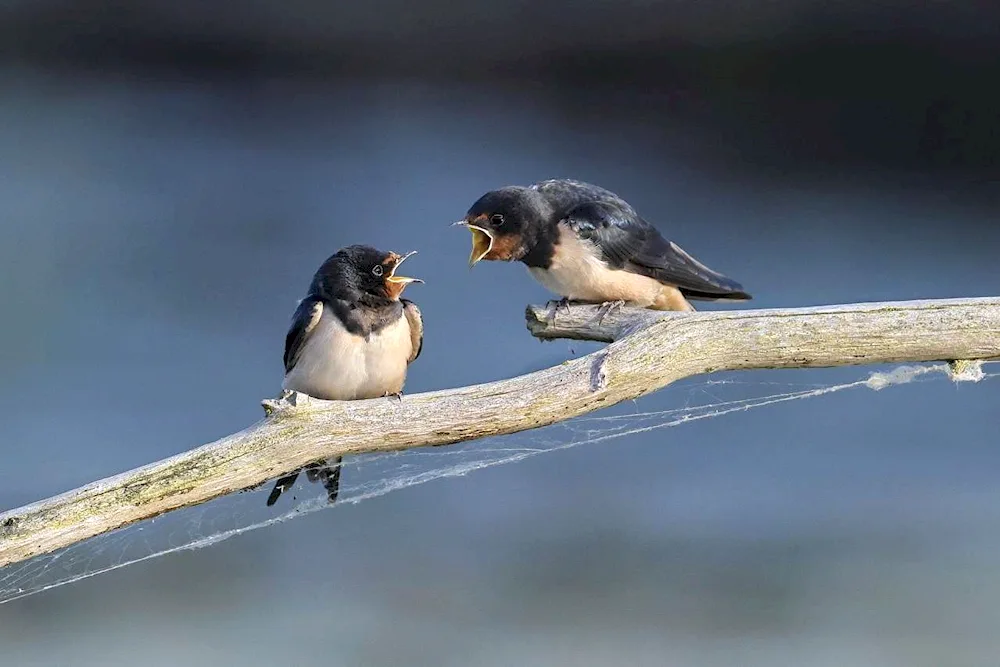 Rustic swallow nest birch swallows