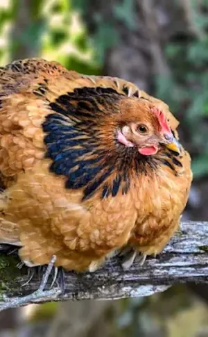 Nesting Wild Bankiwa hen