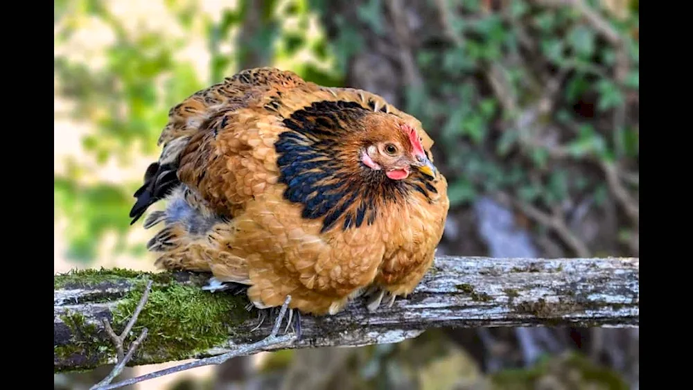 Nesting Wild Bankiwa hen