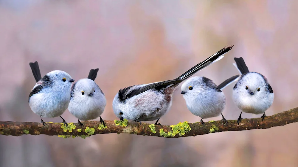 Long-tailed tit in the field