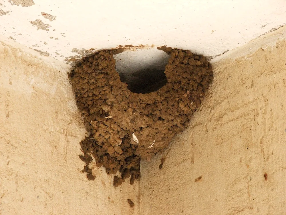 Swallow nest chick swallow chick swallow nest