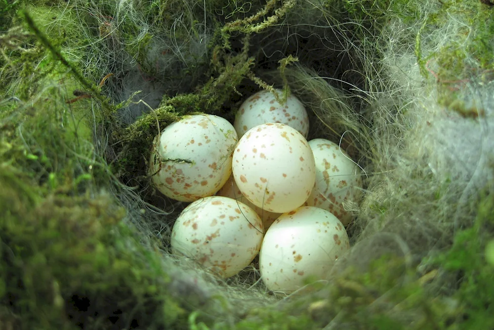 Coloured eggs