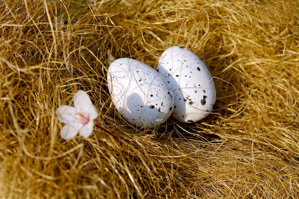 Nest with eggs