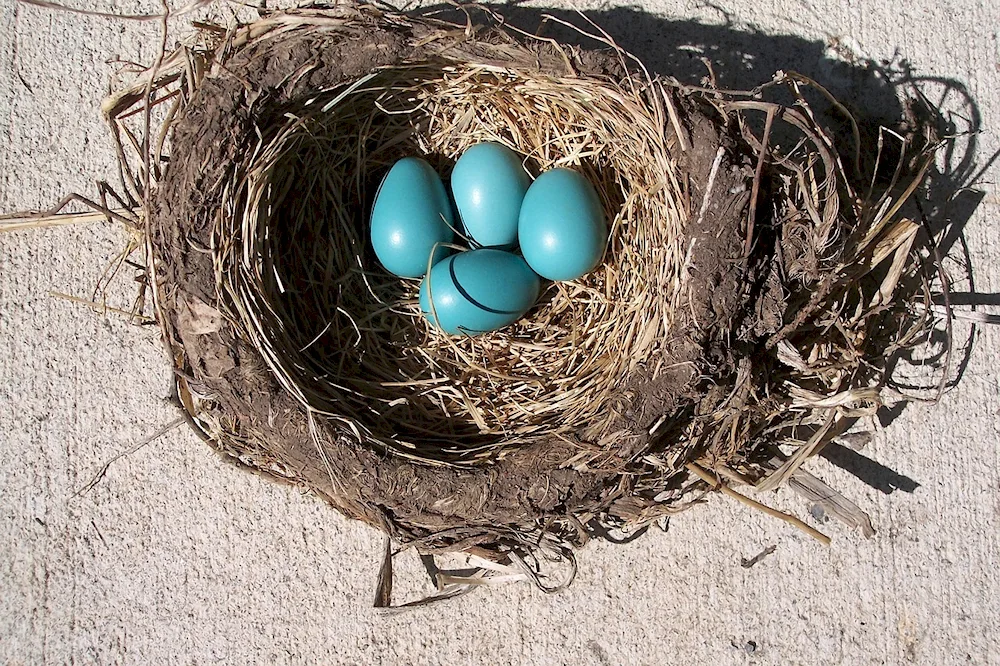 White-throated thrush eggs