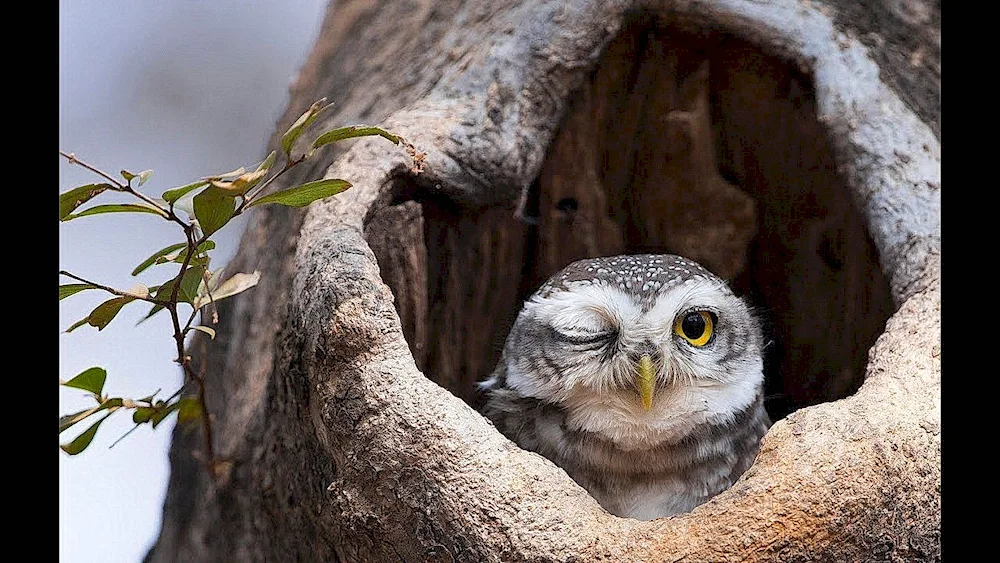 The owl sleeps