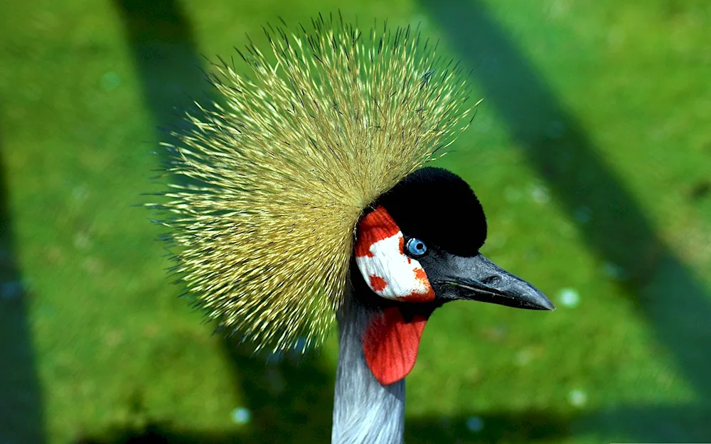 Crested birds