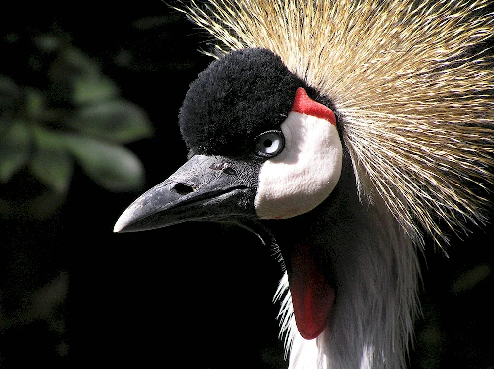 Crowned crane's nest