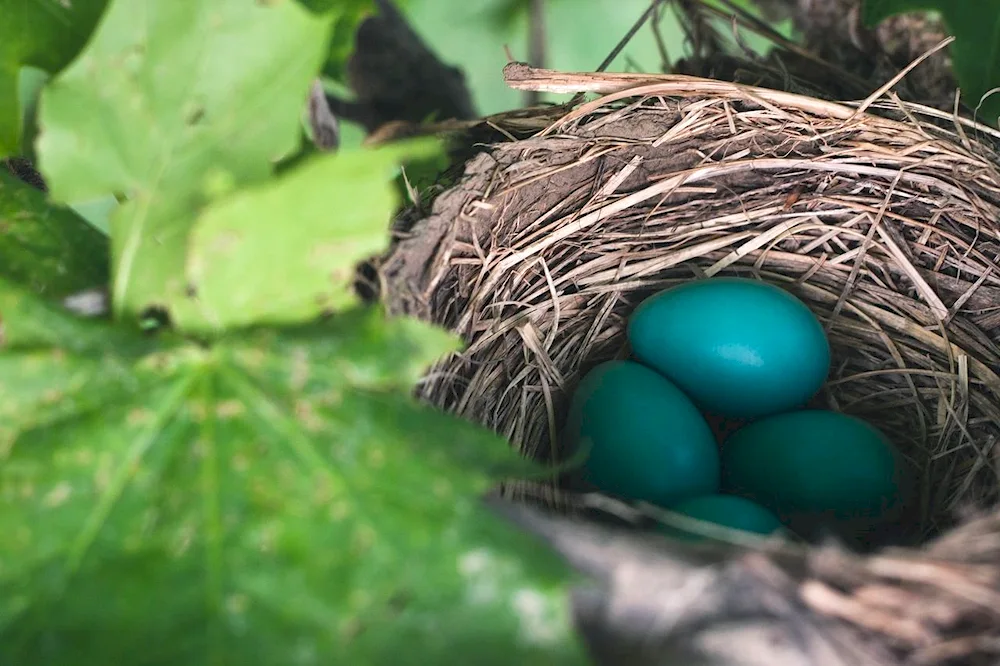 Bird eggs