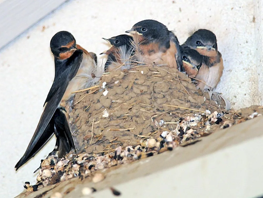 Swifts nesting swallow nesting swallows береговушки