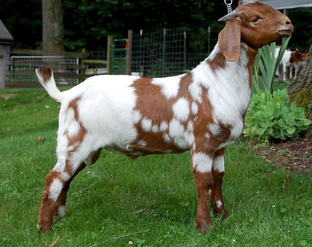 Golden Guernsey Goat