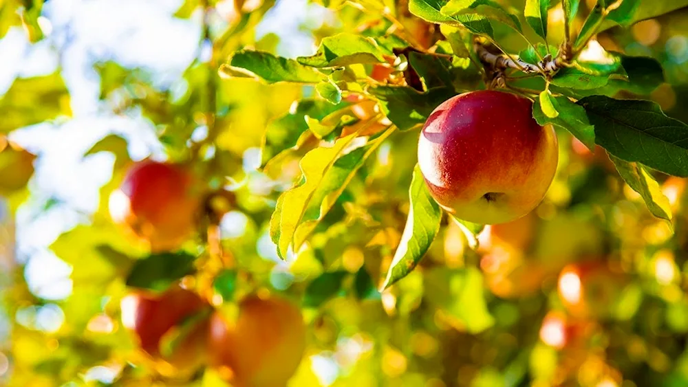 Golden Rangers apple tree