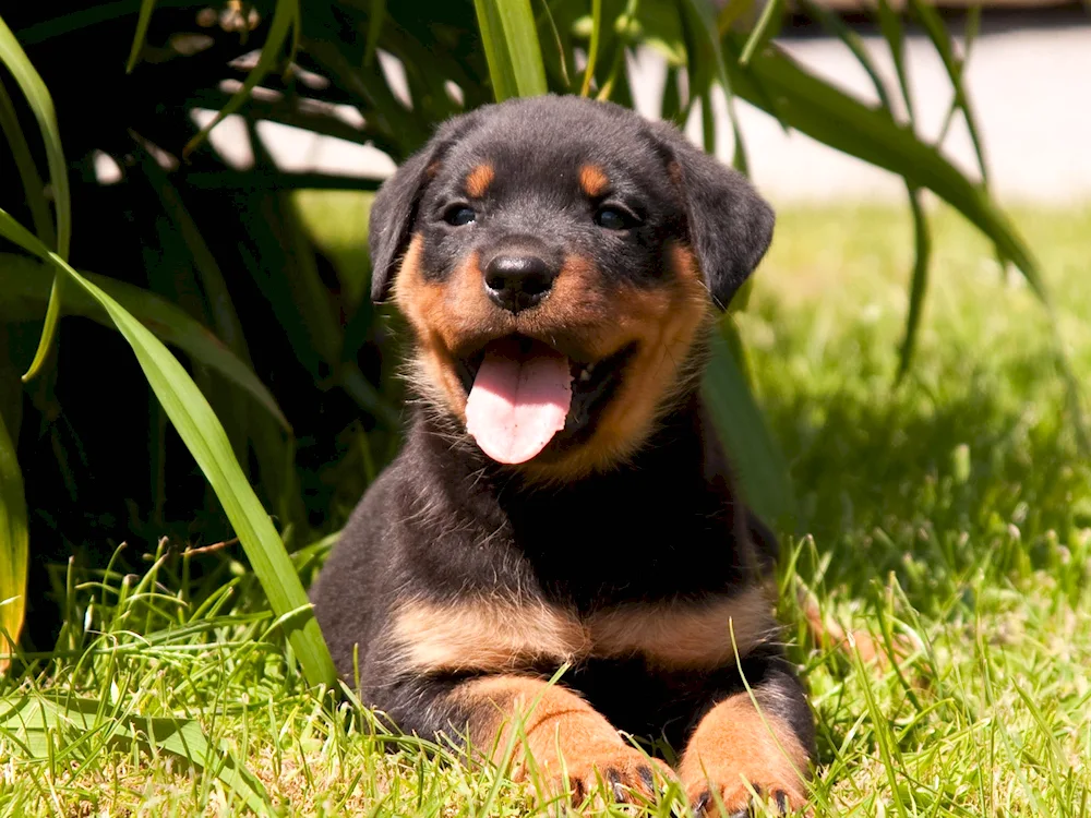 Dog Rottweiler