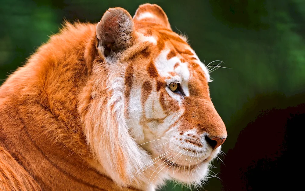 Golden tiger