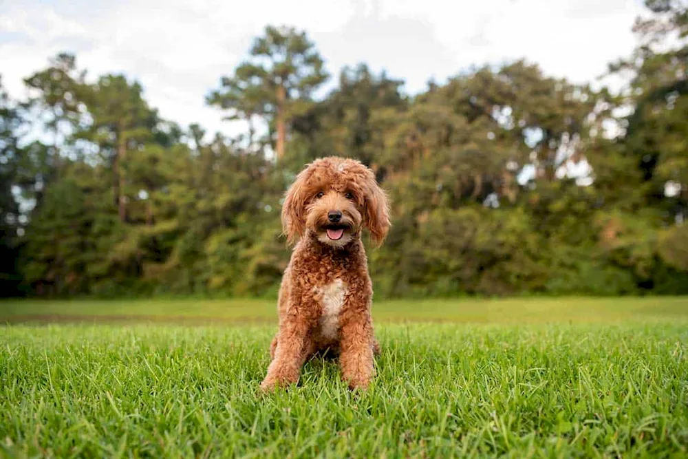 Dwarf poodle