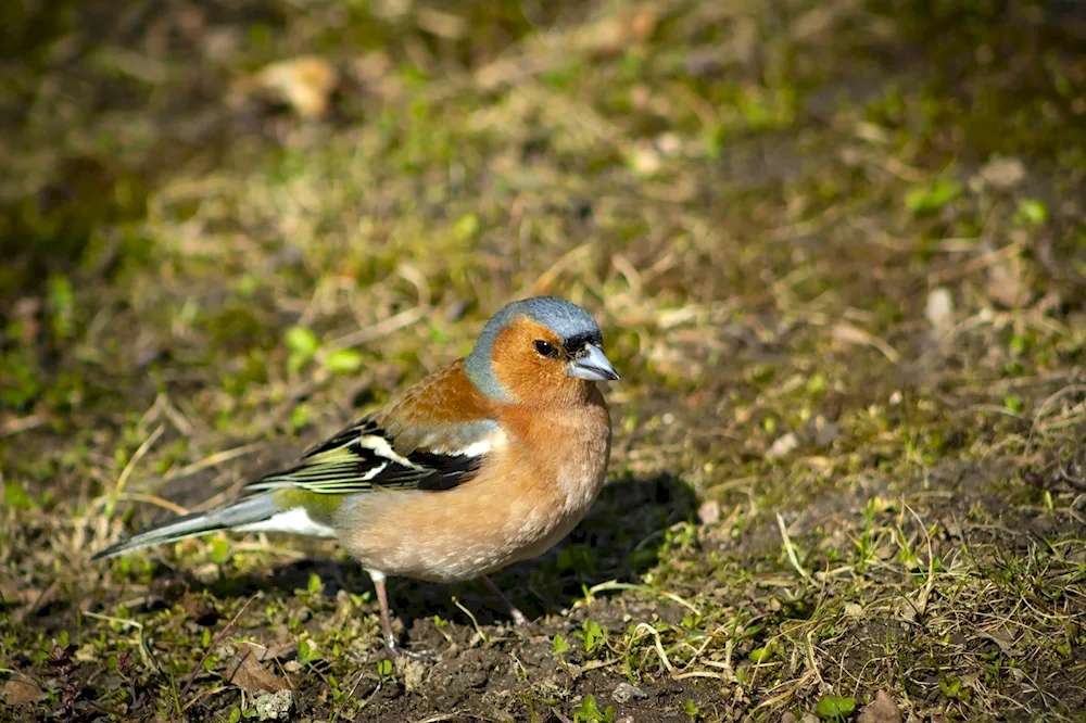 Goldian Chaffinch