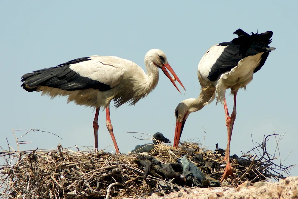 Palmated storks