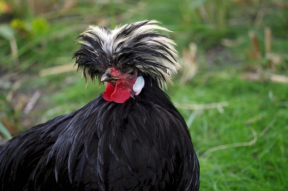 Russian Crested hens