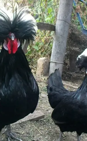 Dutch white-crested hens